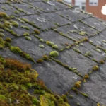 Remove Mold from Shingles