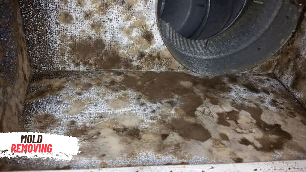 remove mold from air vents