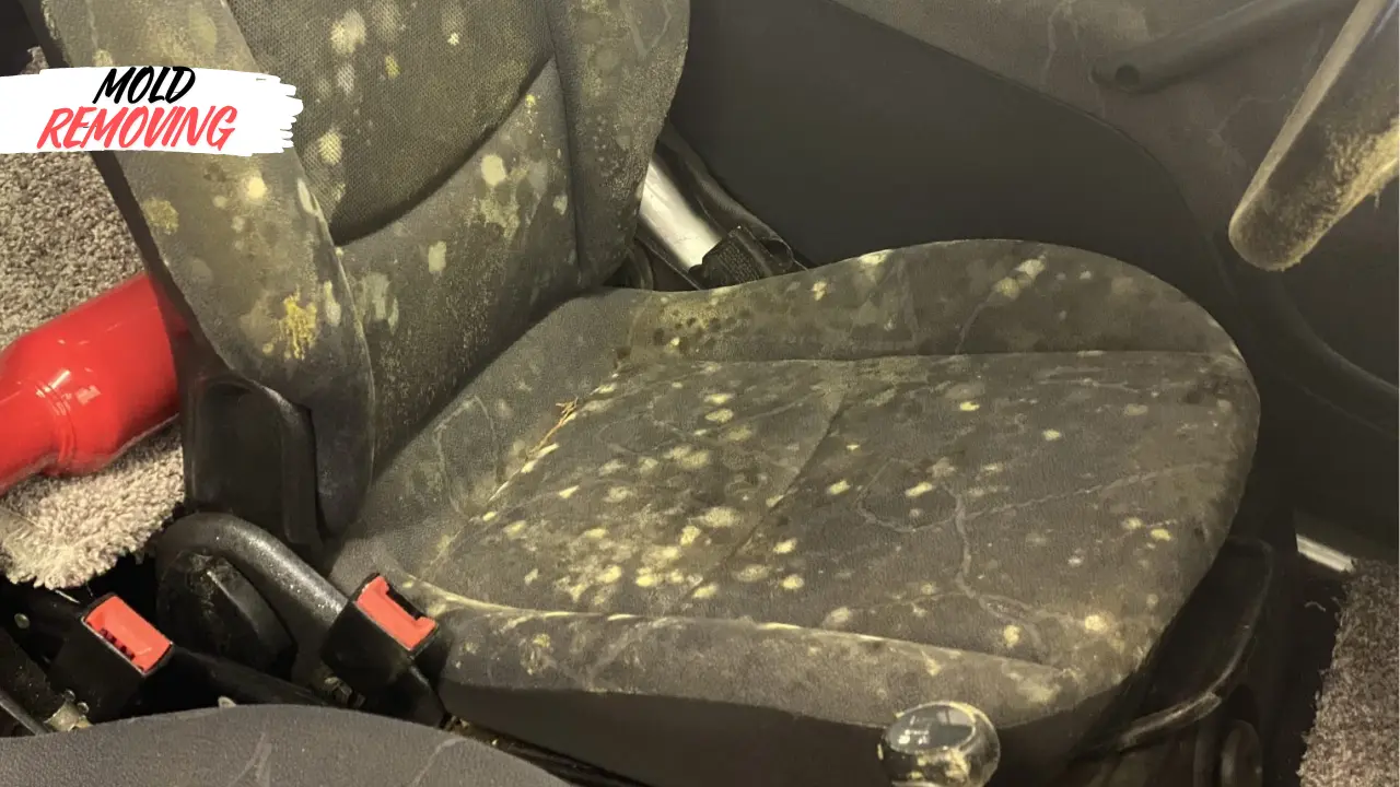 remove mold from car seats