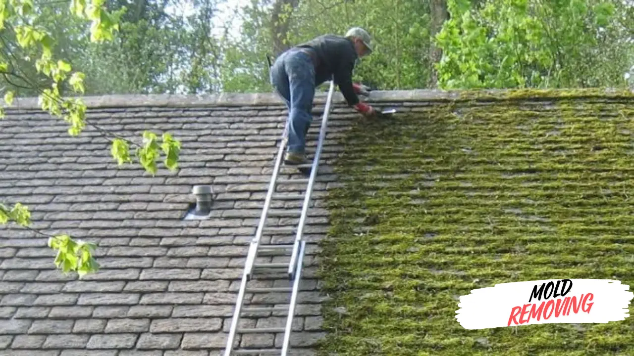 How to Remove mold from Roof shingles