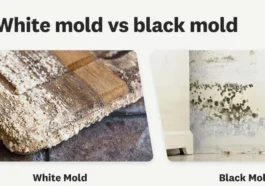 Black Mold VS Regular Mold